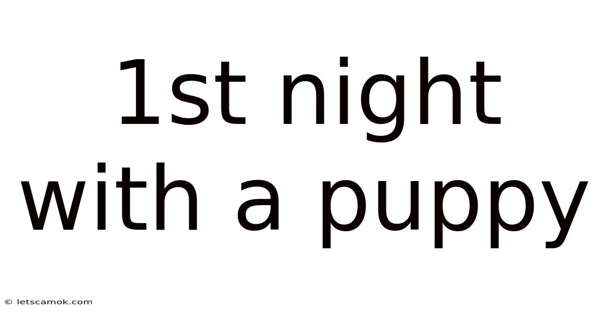 1st Night With A Puppy