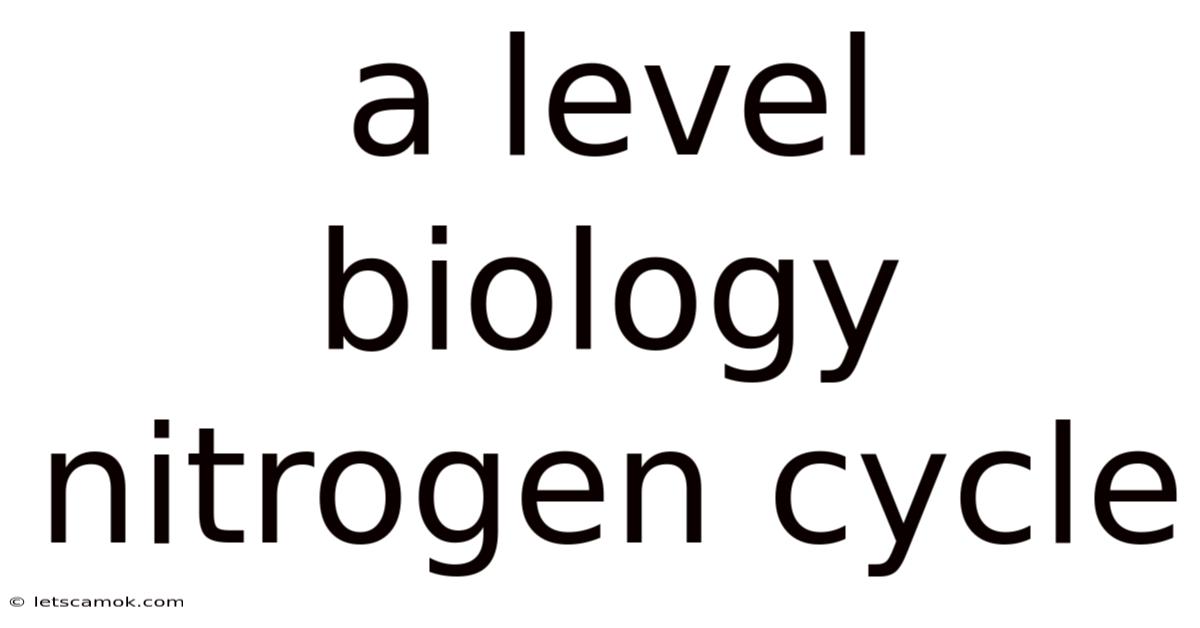 A Level Biology Nitrogen Cycle