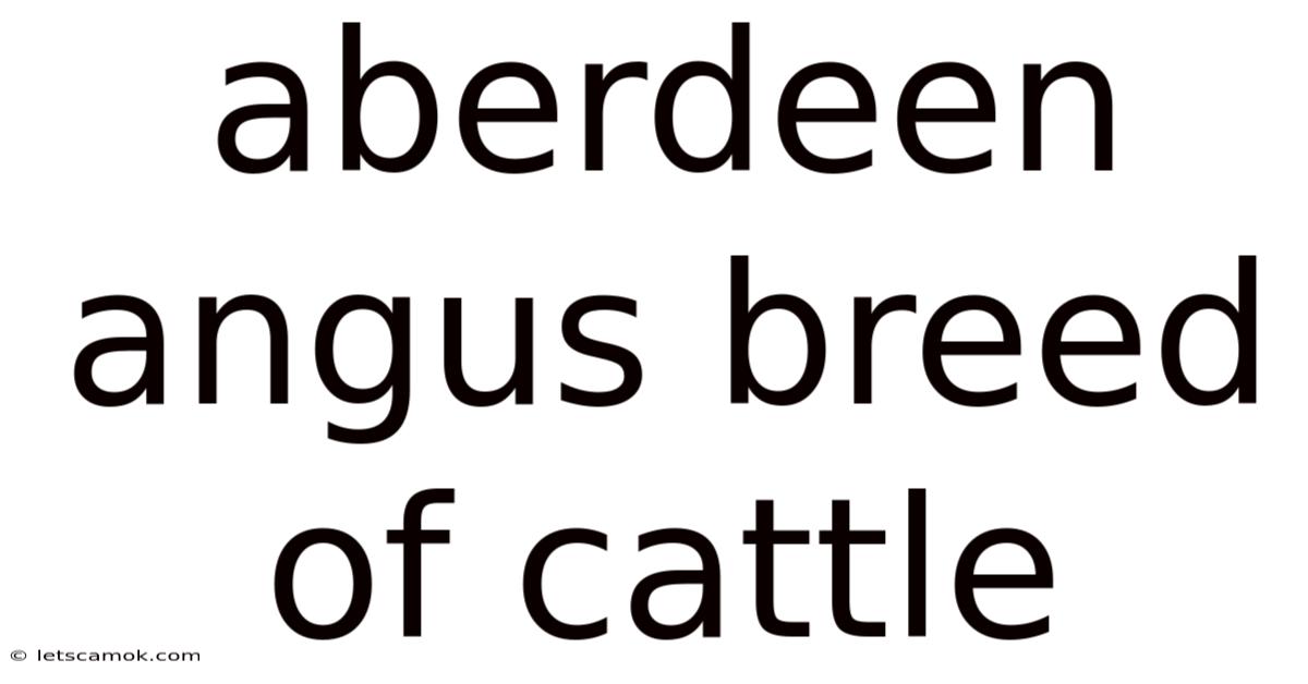 Aberdeen Angus Breed Of Cattle