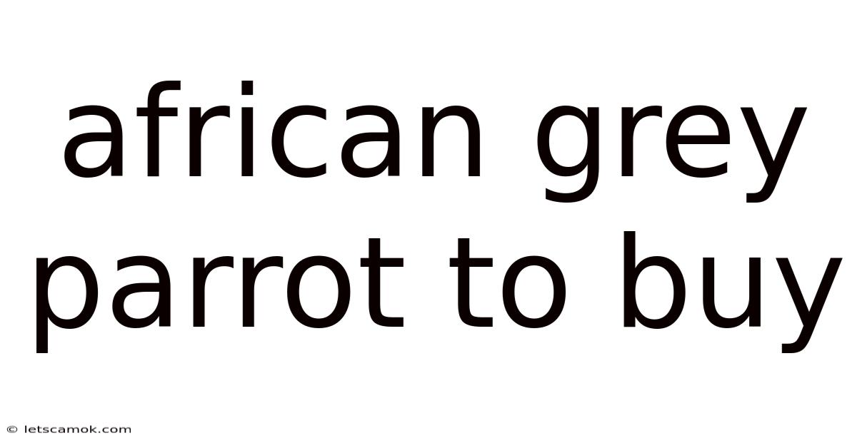 African Grey Parrot To Buy