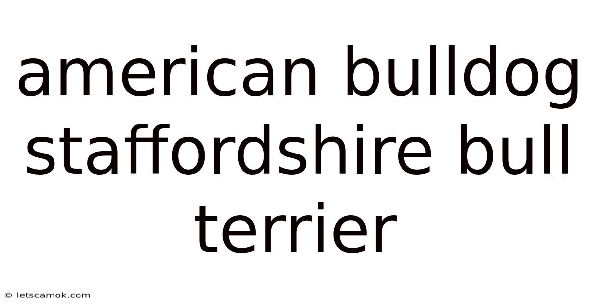 American Bulldog Staffordshire Bull Terrier