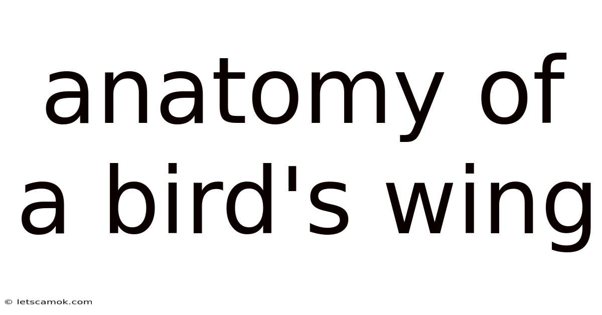 Anatomy Of A Bird's Wing