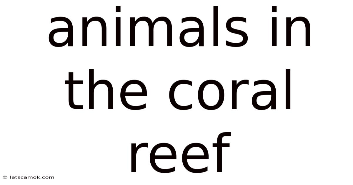 Animals In The Coral Reef