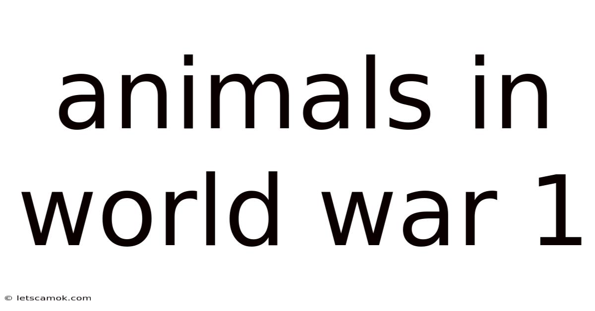 Animals In World War 1