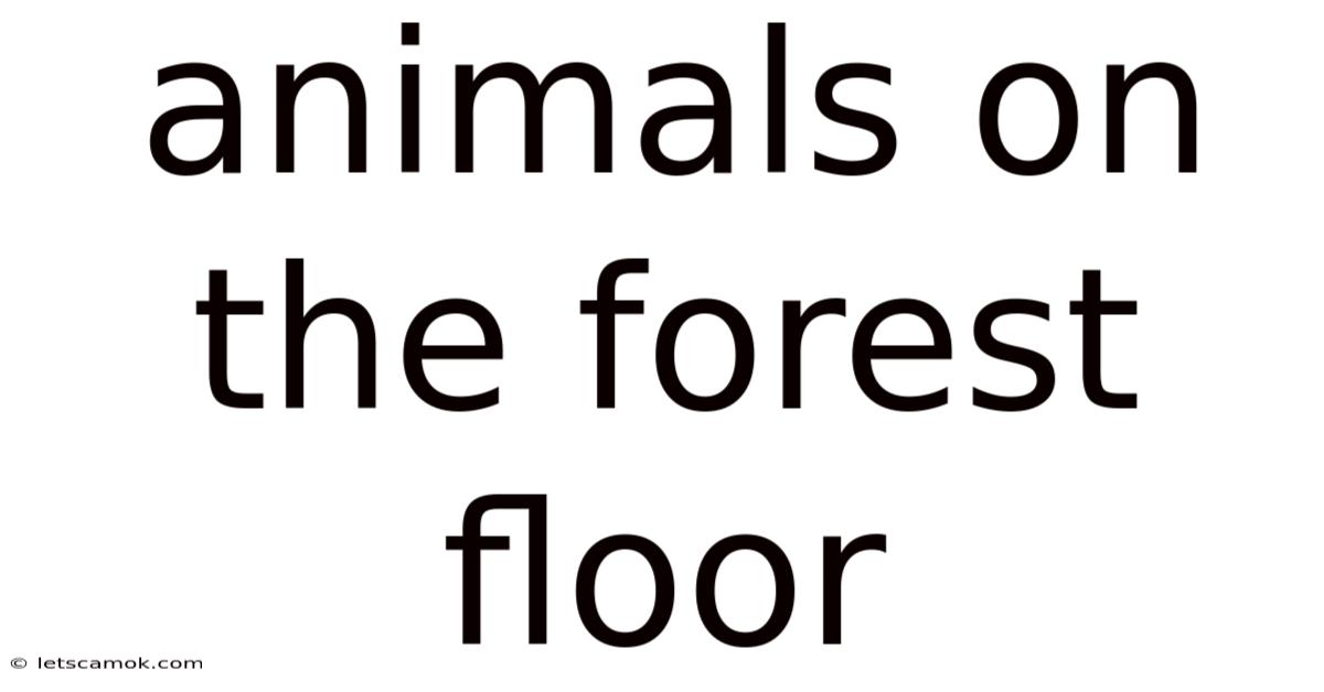Animals On The Forest Floor