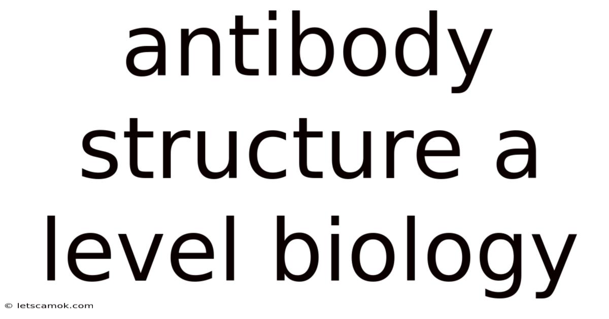 Antibody Structure A Level Biology