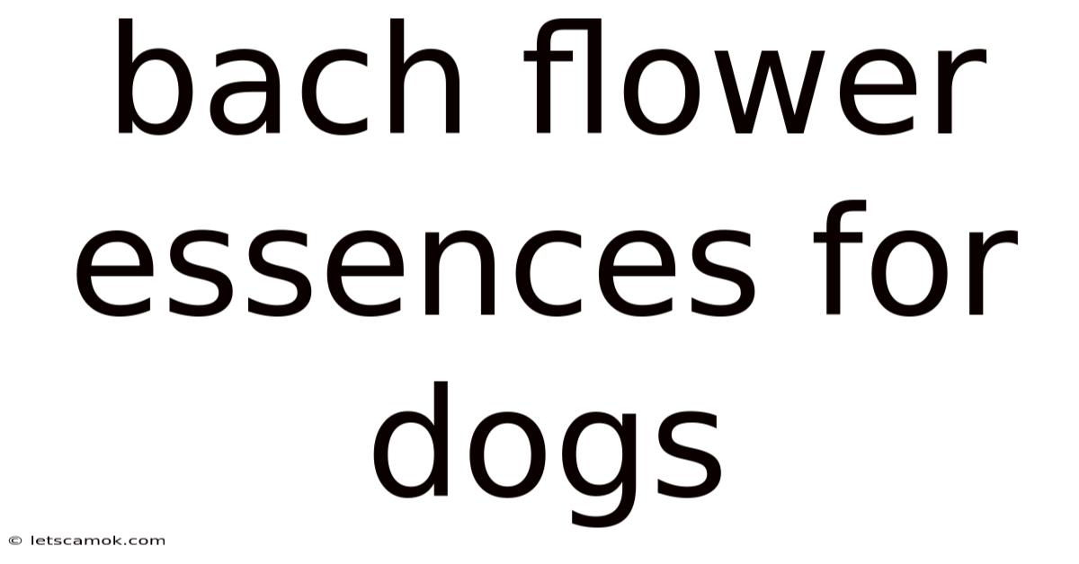 Bach Flower Essences For Dogs