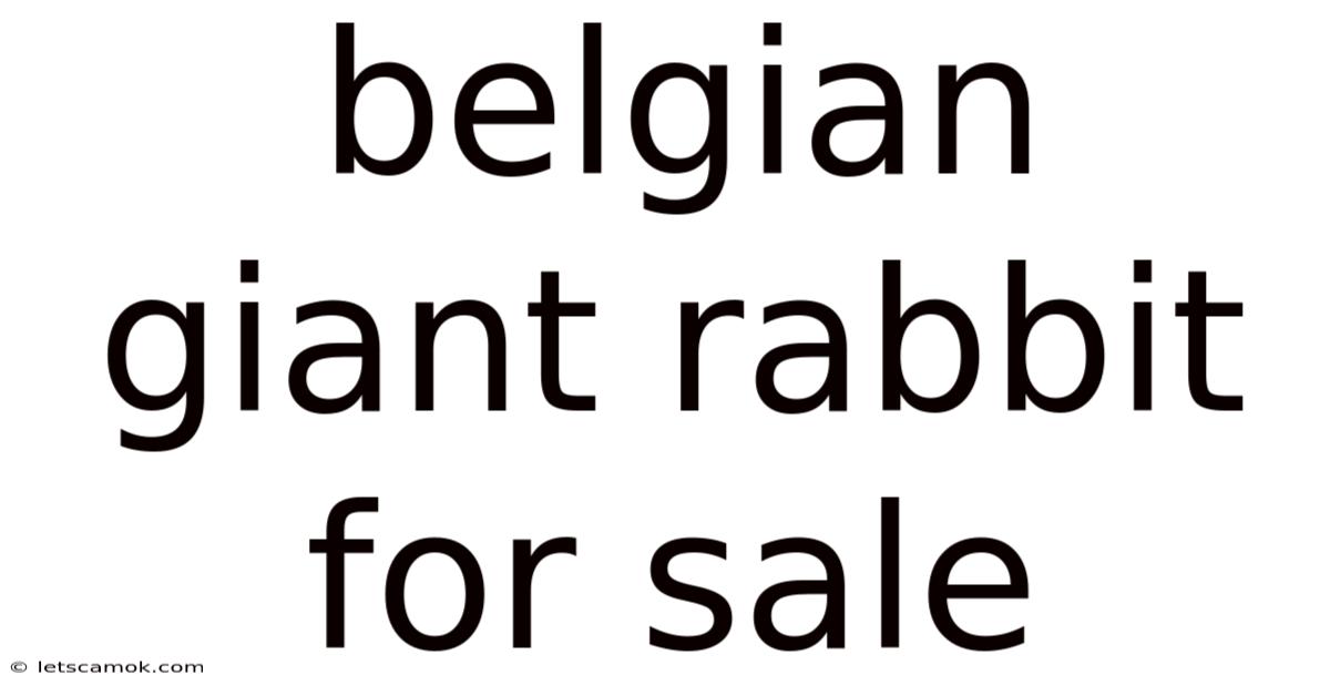 Belgian Giant Rabbit For Sale