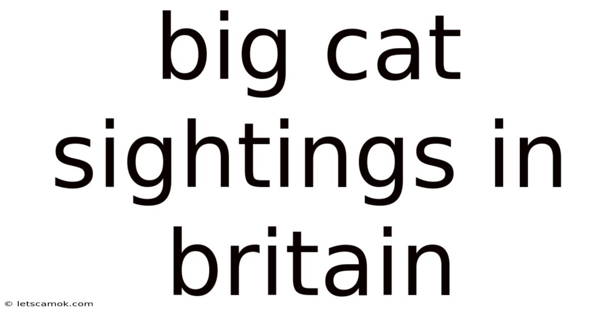 Big Cat Sightings In Britain