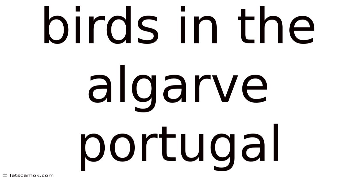 Birds In The Algarve Portugal