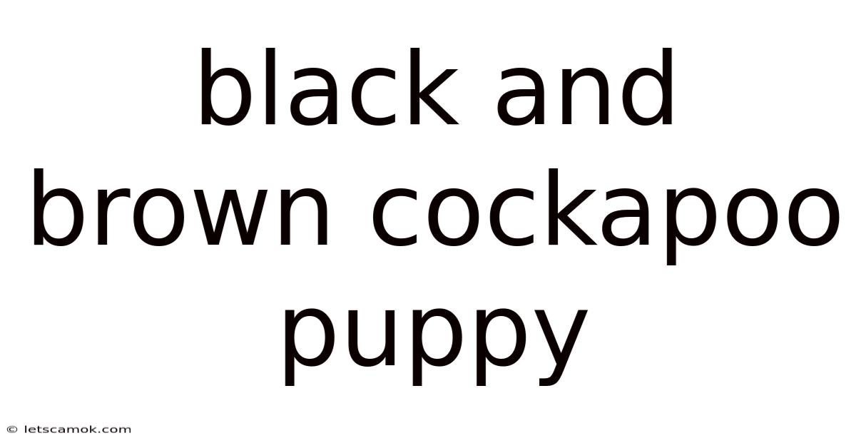Black And Brown Cockapoo Puppy
