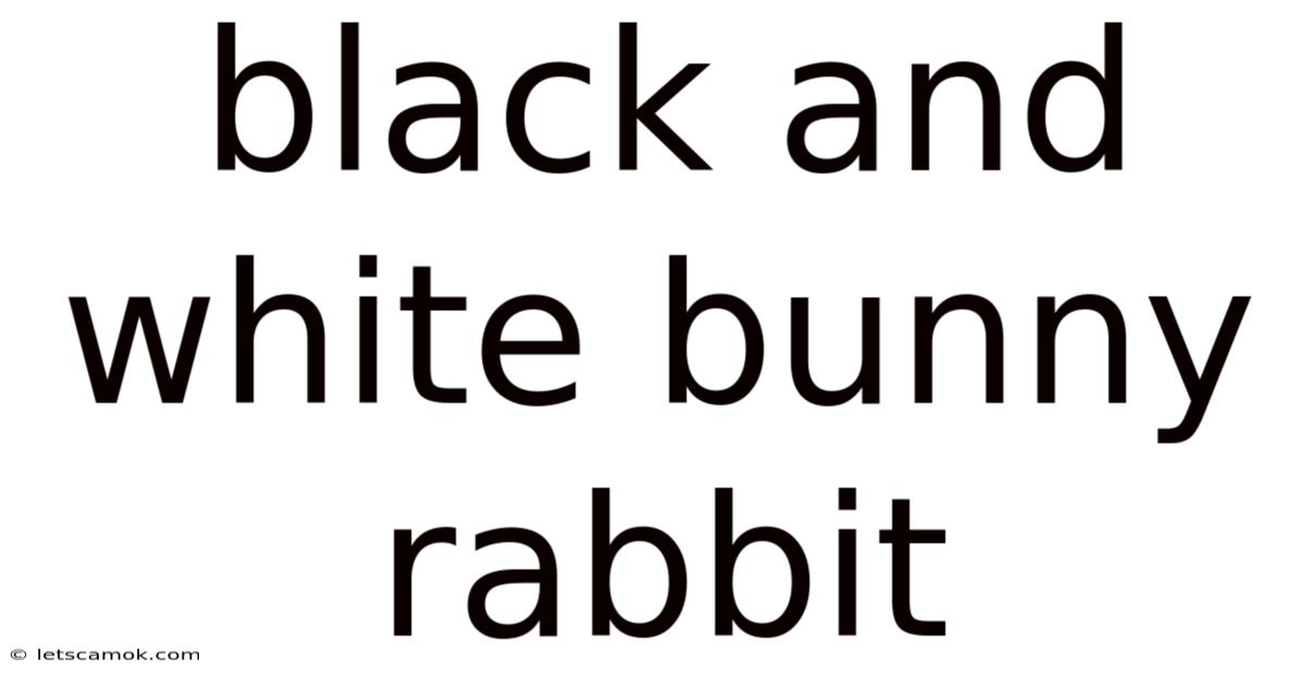 Black And White Bunny Rabbit