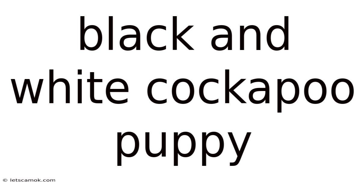 Black And White Cockapoo Puppy