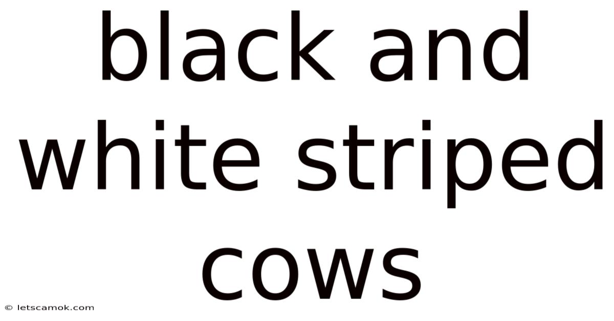 Black And White Striped Cows