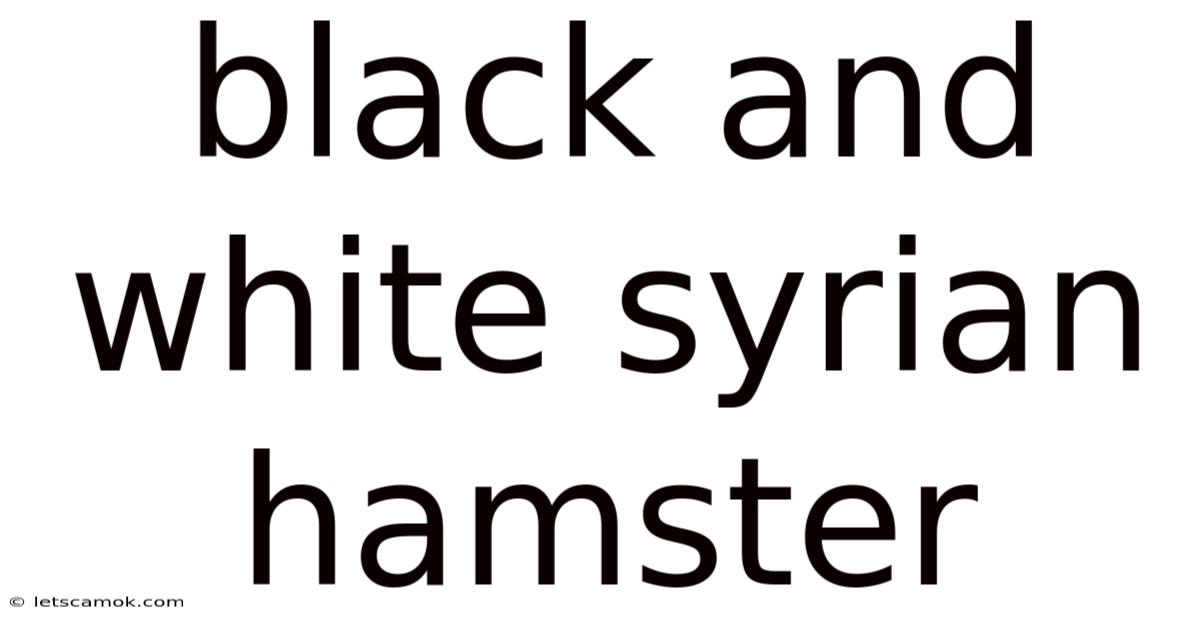 Black And White Syrian Hamster