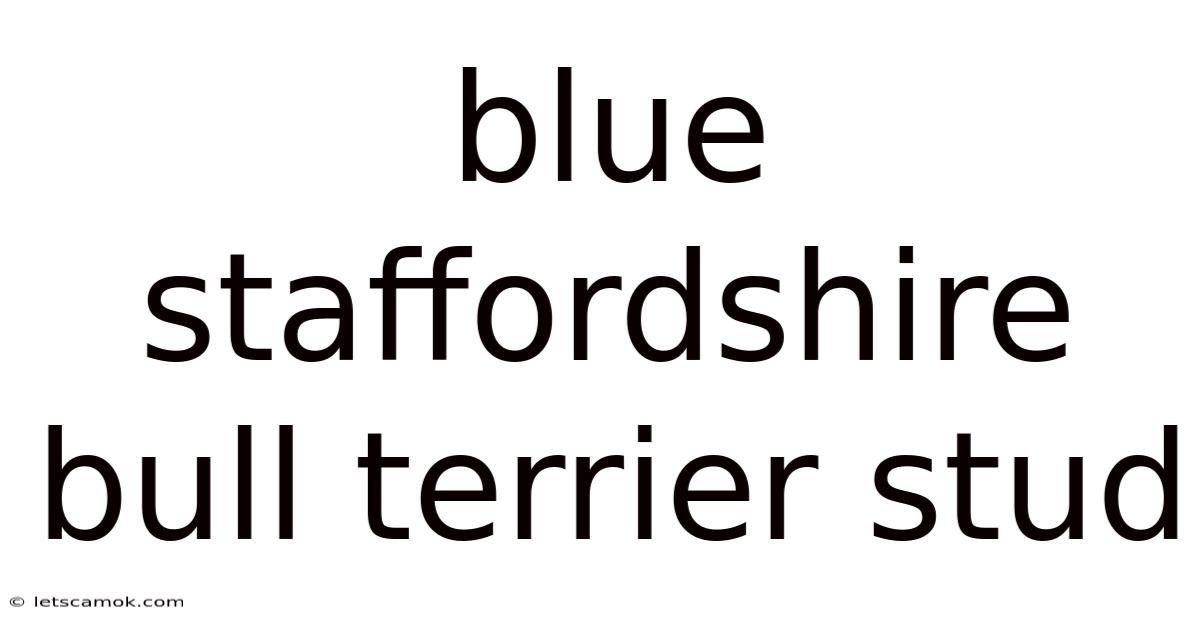 Blue Staffordshire Bull Terrier Stud