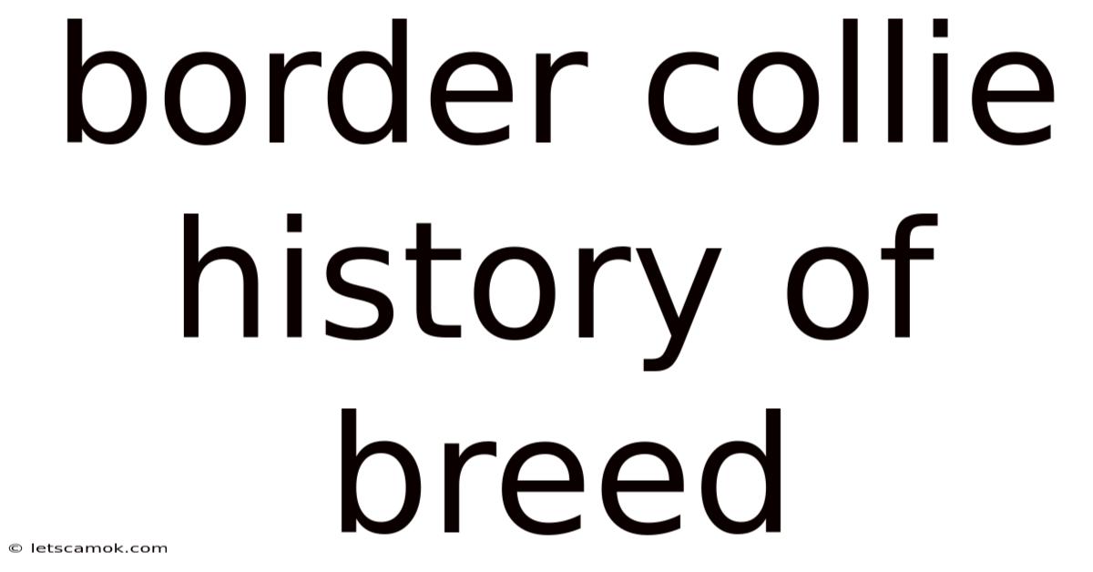 Border Collie History Of Breed
