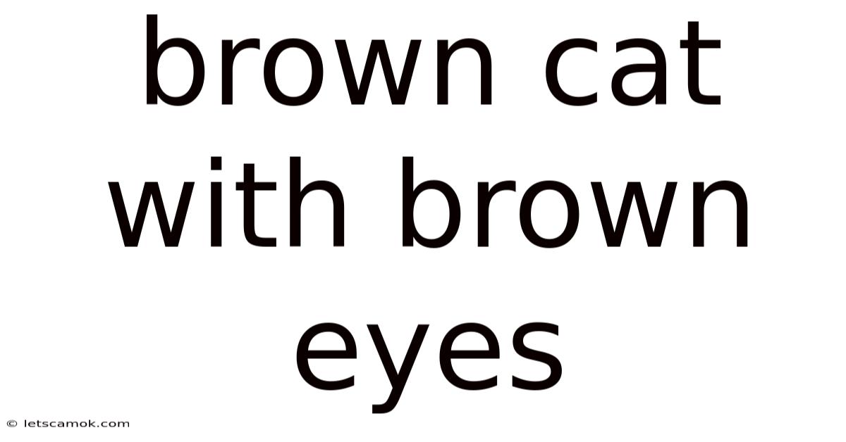 Brown Cat With Brown Eyes