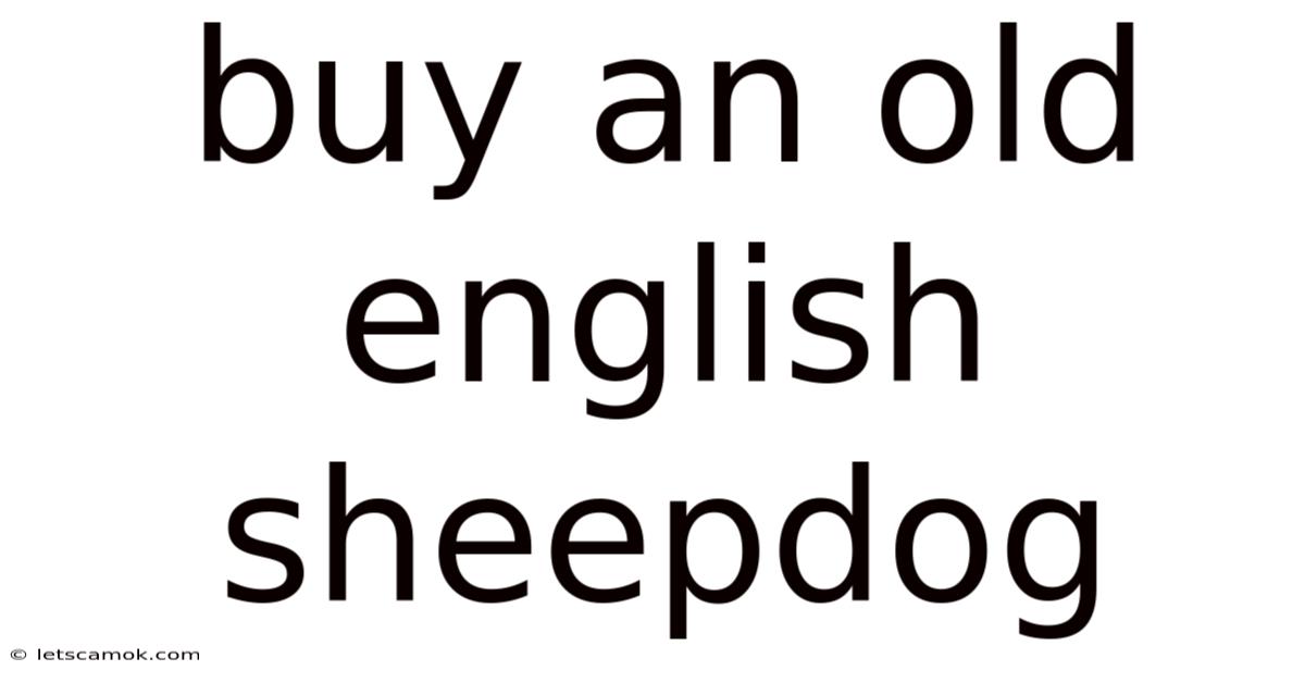 Buy An Old English Sheepdog