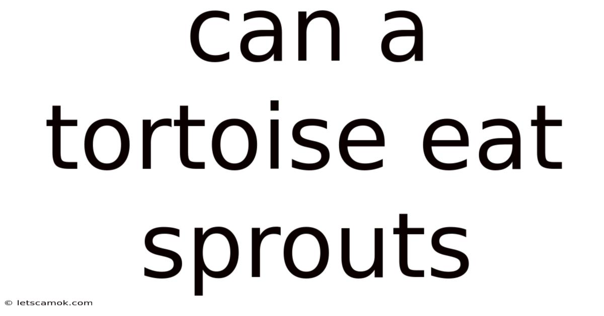 Can A Tortoise Eat Sprouts