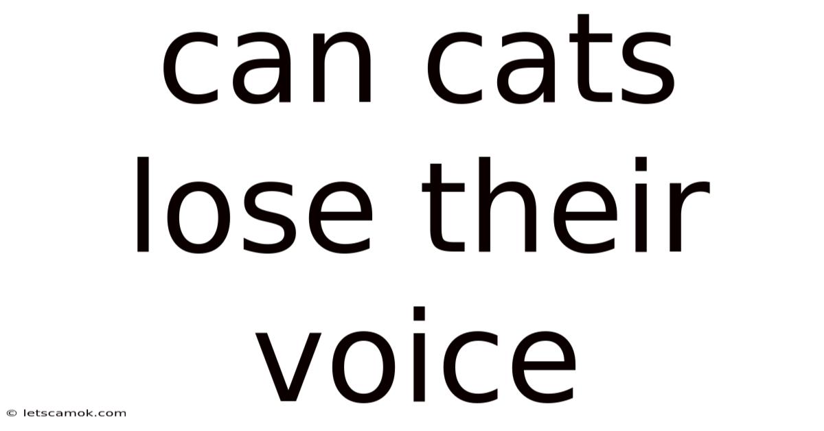 Can Cats Lose Their Voice