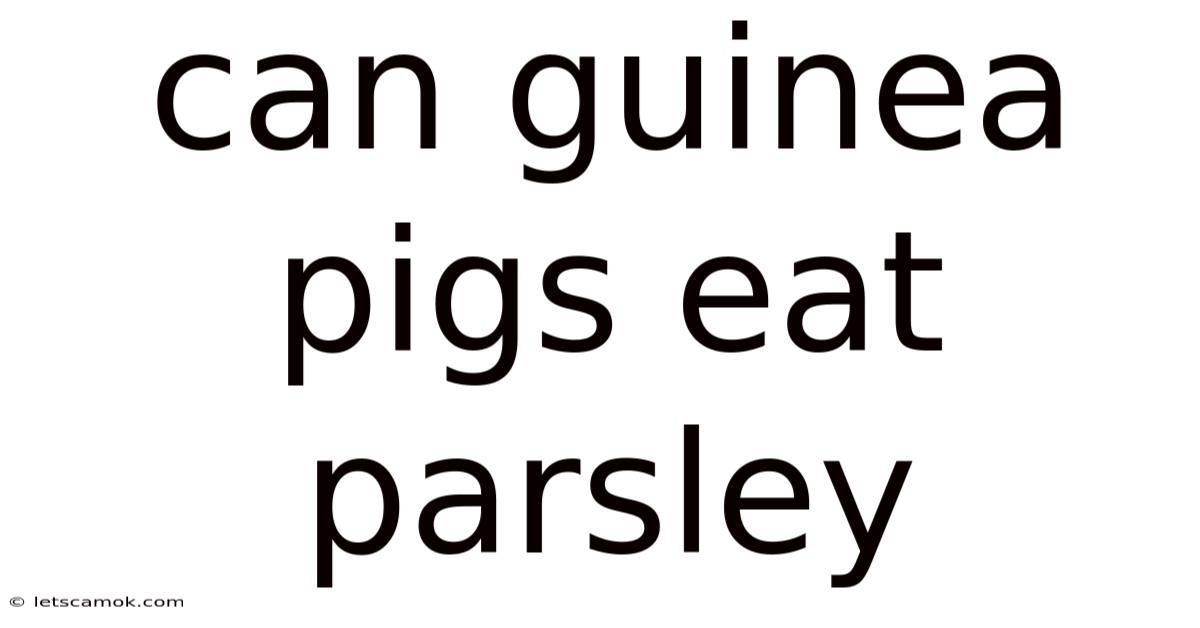 Can Guinea Pigs Eat Parsley