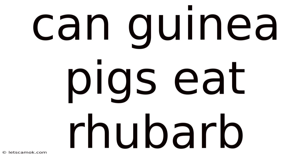 Can Guinea Pigs Eat Rhubarb