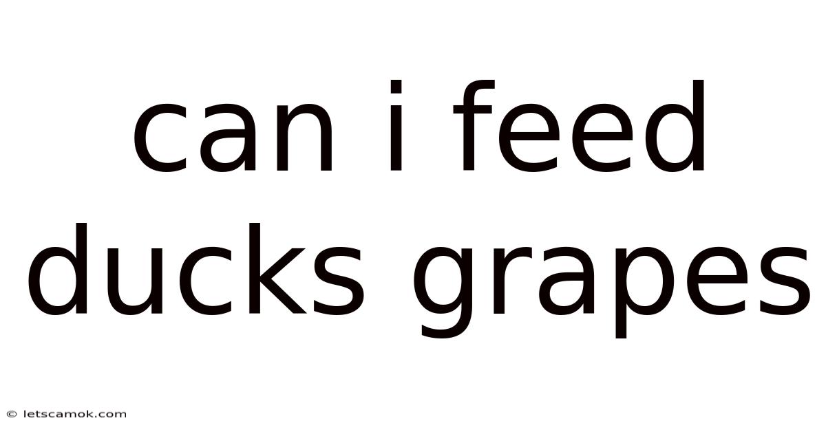 Can I Feed Ducks Grapes