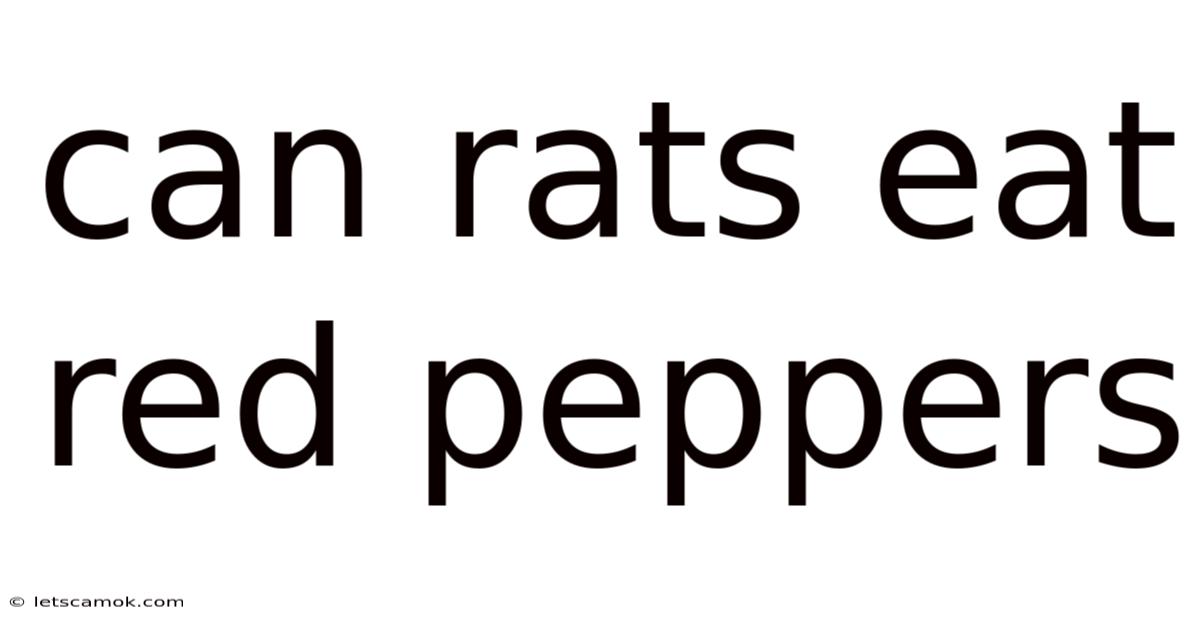 Can Rats Eat Red Peppers