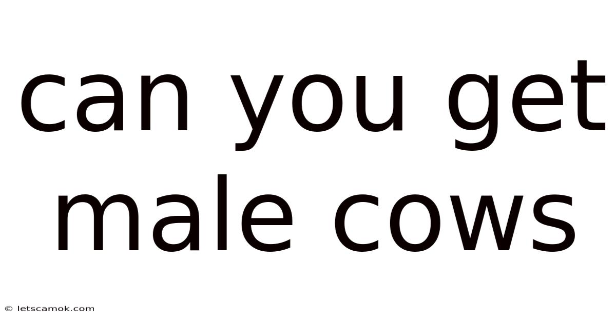 Can You Get Male Cows