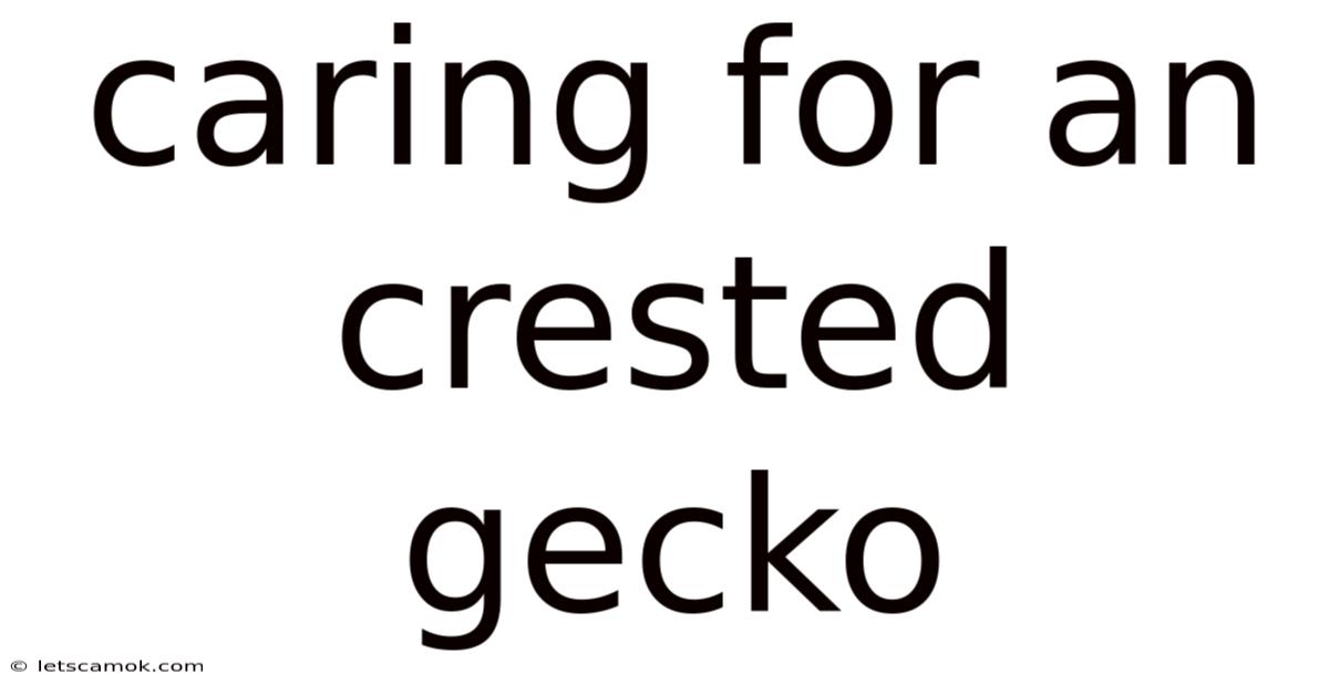 Caring For An Crested Gecko