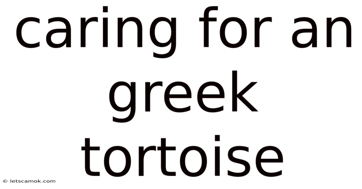 Caring For An Greek Tortoise