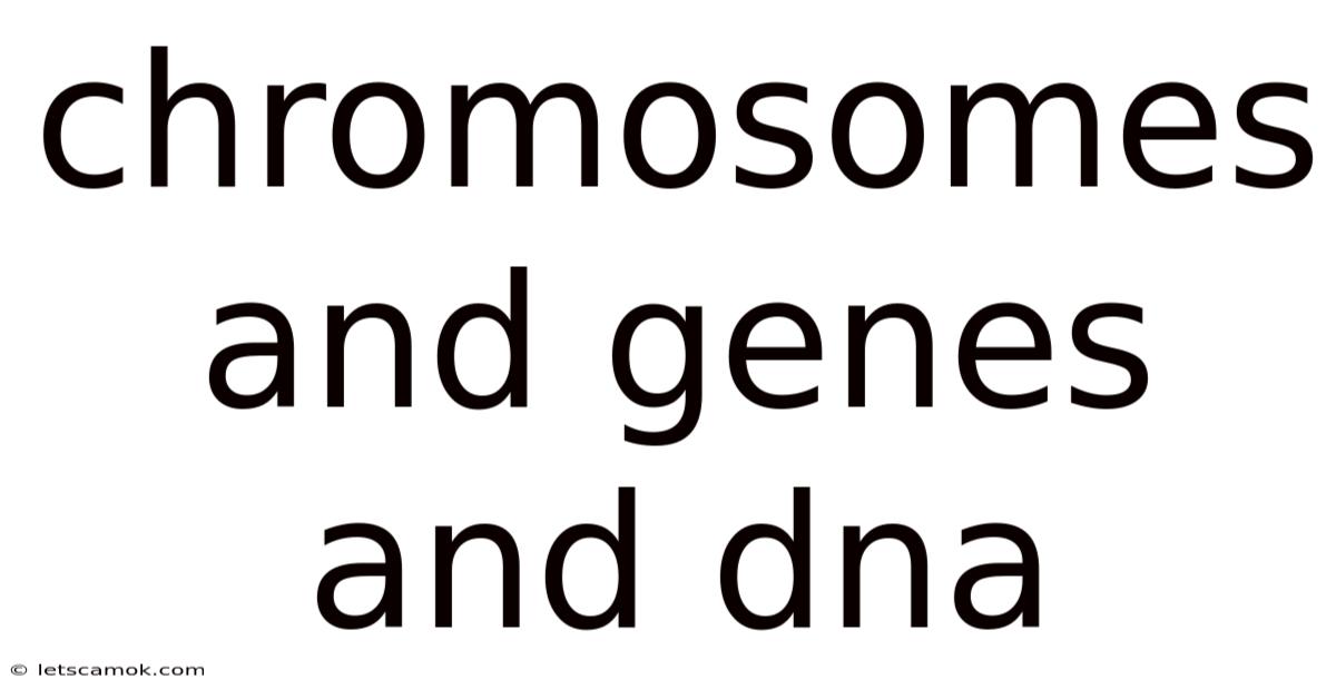 Chromosomes And Genes And Dna