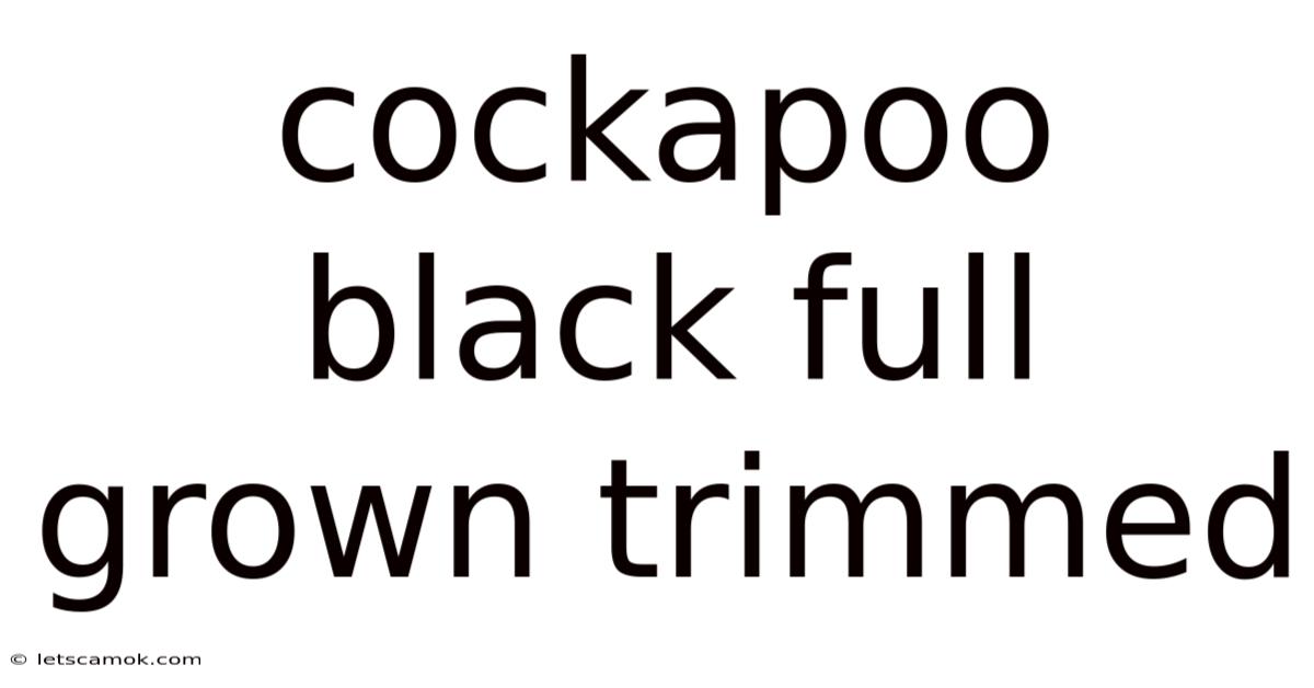 Cockapoo Black Full Grown Trimmed