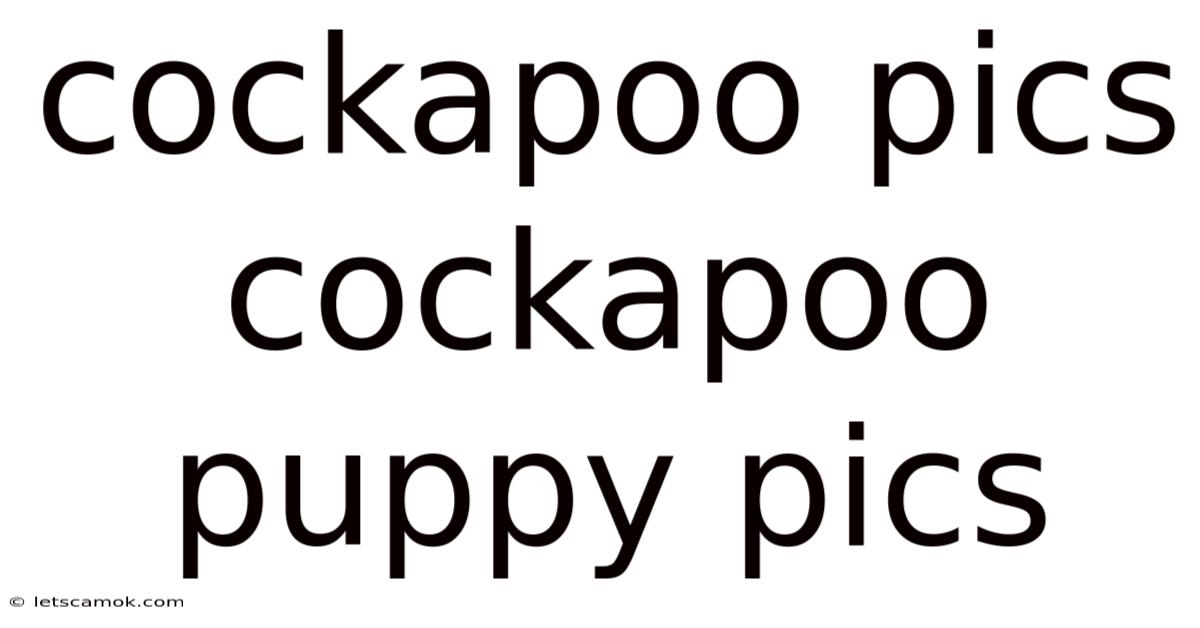 Cockapoo Pics Cockapoo Puppy Pics