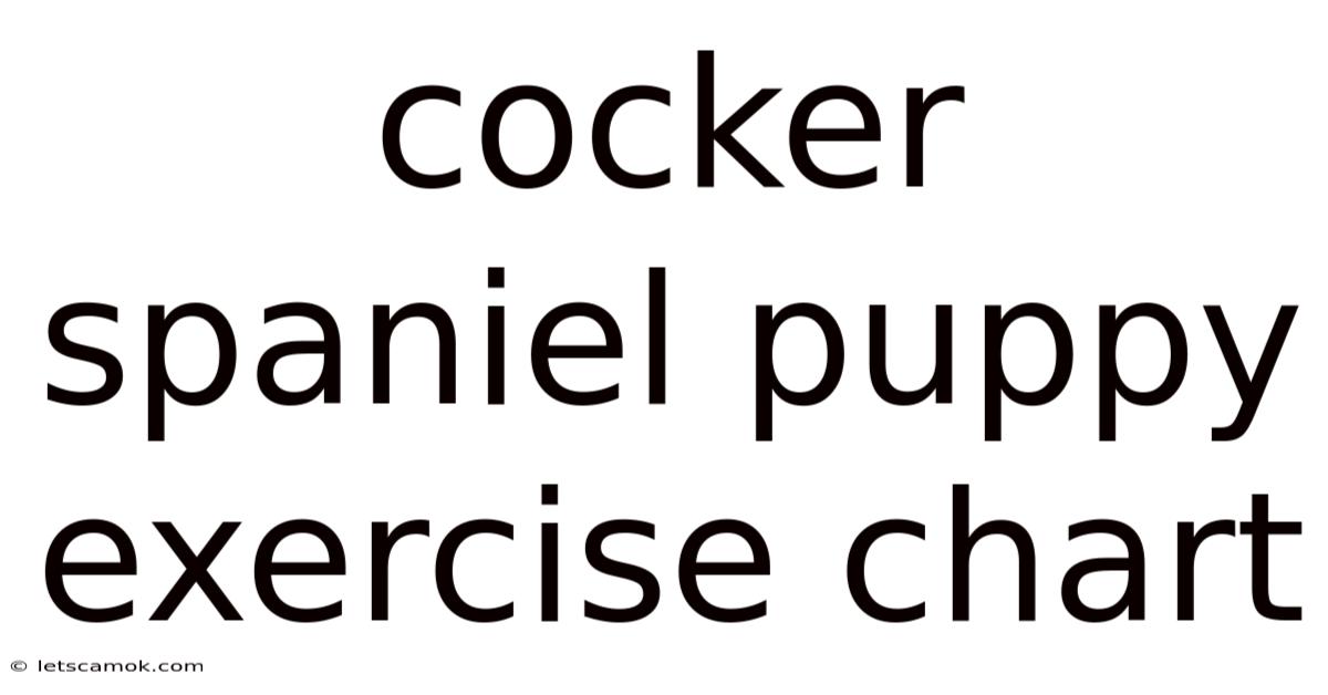 Cocker Spaniel Puppy Exercise Chart