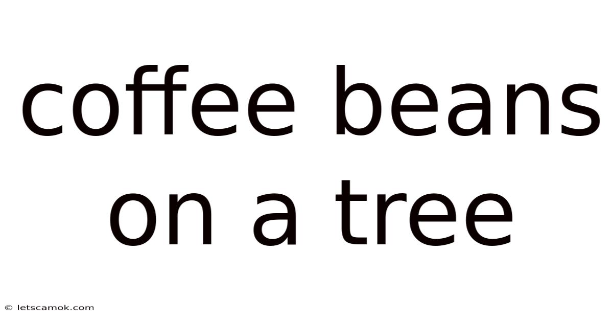 Coffee Beans On A Tree