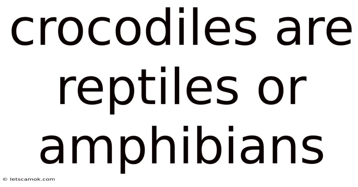 Crocodiles Are Reptiles Or Amphibians