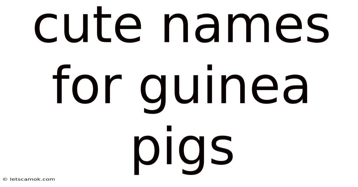 Cute Names For Guinea Pigs