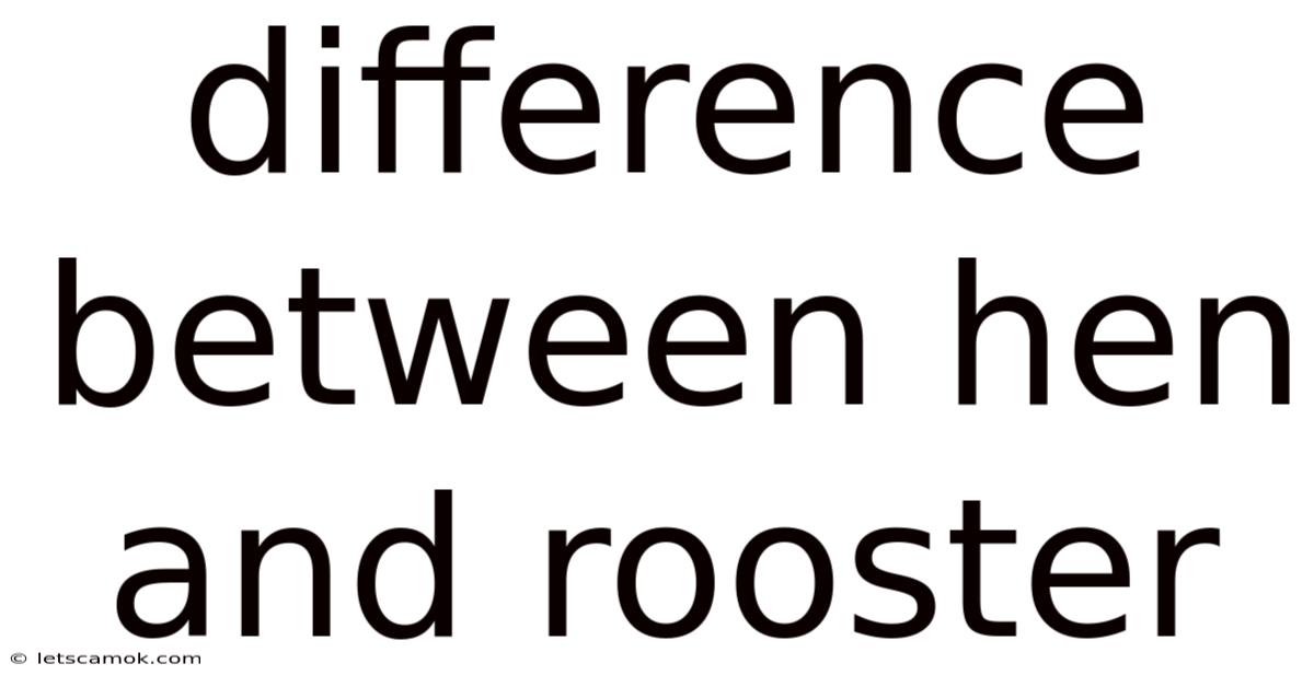 Difference Between Hen And Rooster