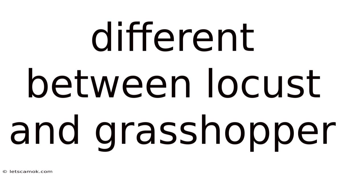 Different Between Locust And Grasshopper