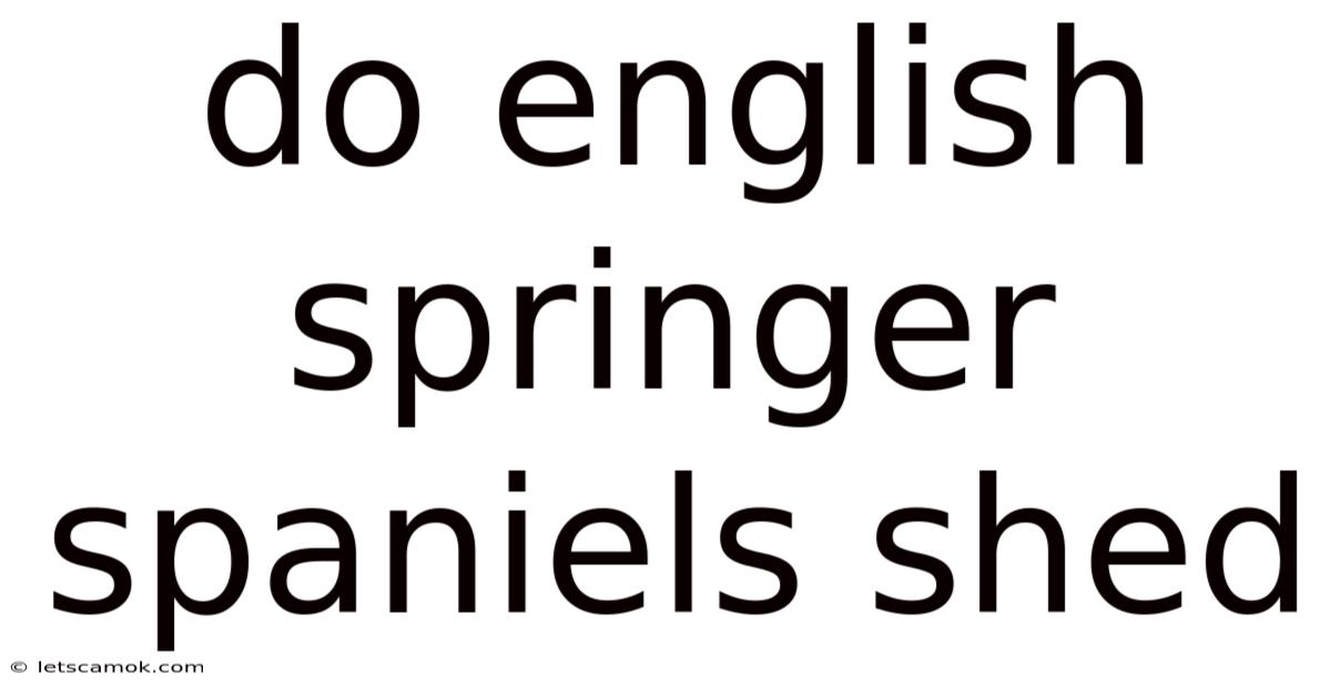 Do English Springer Spaniels Shed