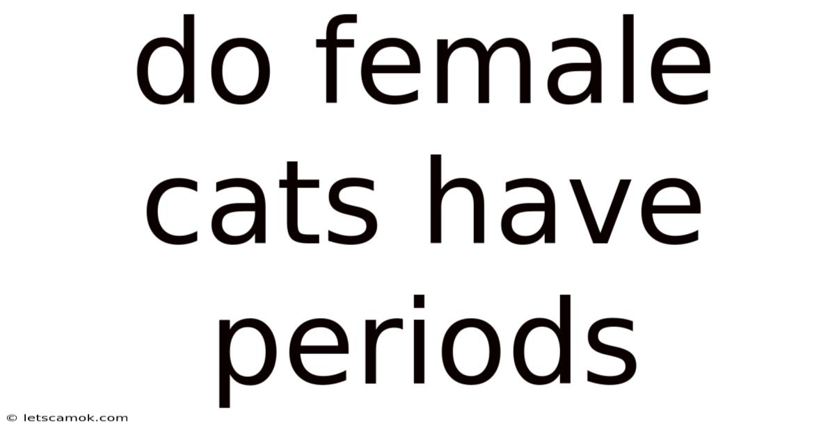 Do Female Cats Have Periods