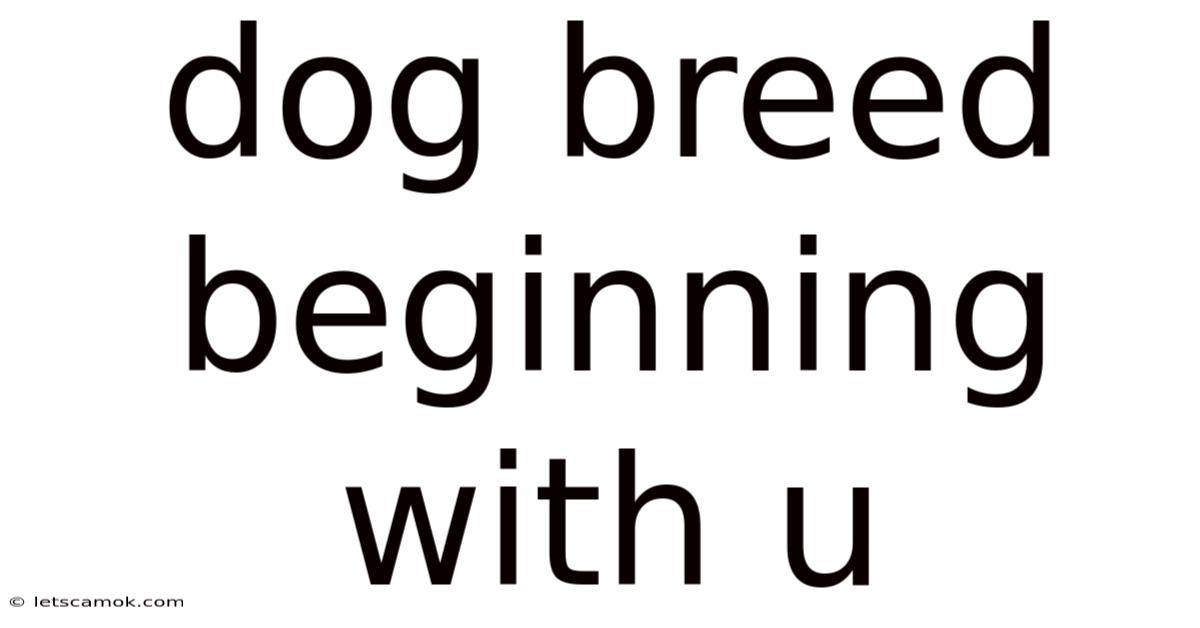 Dog Breed Beginning With U