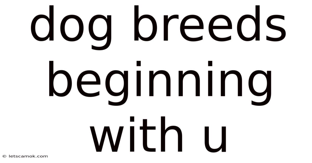 Dog Breeds Beginning With U