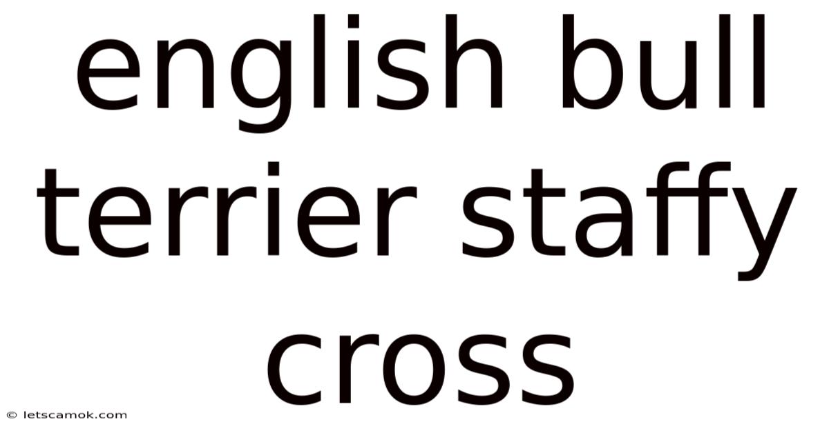 English Bull Terrier Staffy Cross