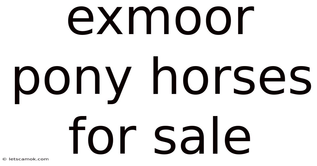 Exmoor Pony Horses For Sale