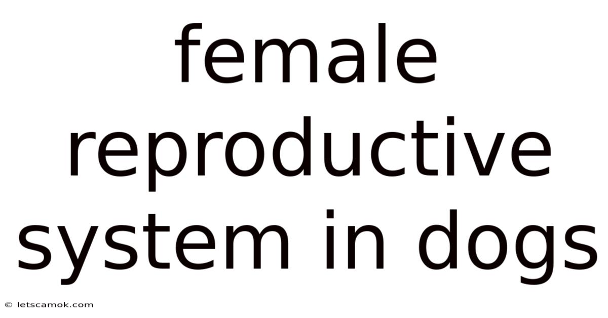 Female Reproductive System In Dogs