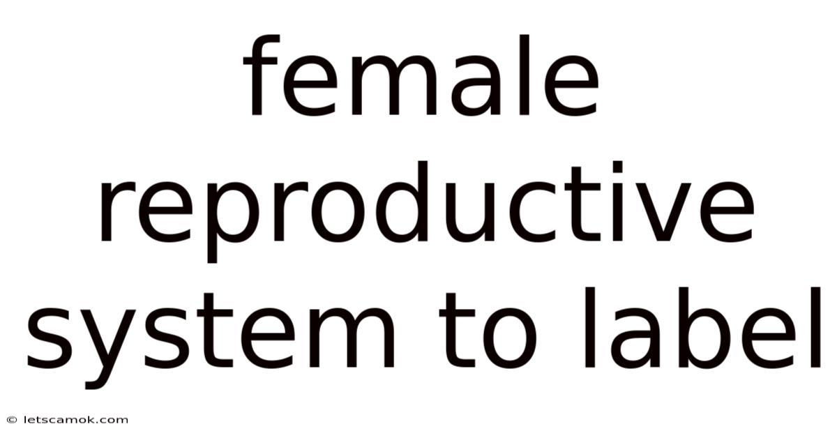 Female Reproductive System To Label