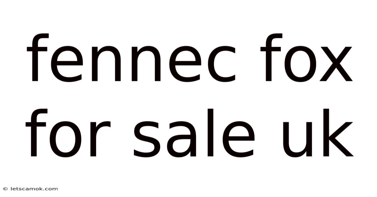 Fennec Fox For Sale Uk